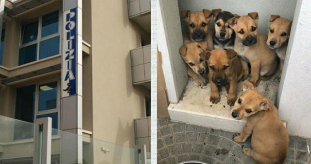  Abbandonati in contrada Val Savoia: sette cuccioli salvati dalla polizia