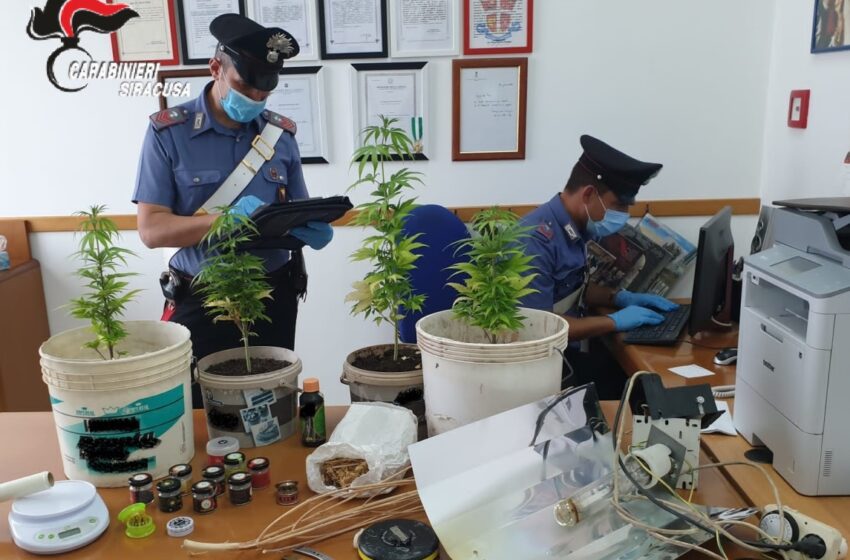  Mini-serra per la coltivazione di cannabis indica in mansarda, denunciato un 49enne