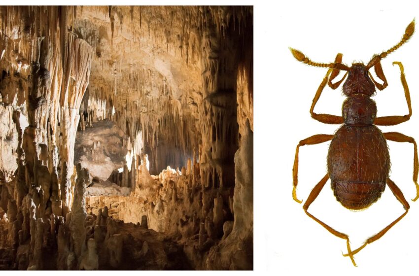  Siracusa. Scoperta una nuova specie di insetto nella Grotta del Monello: "Rinvenimento significativo"