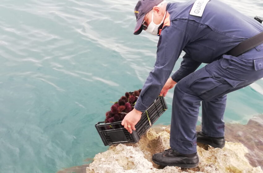  Pesca di frodo di ricci di mare, interviene la Guardia Costiera a Brucoli