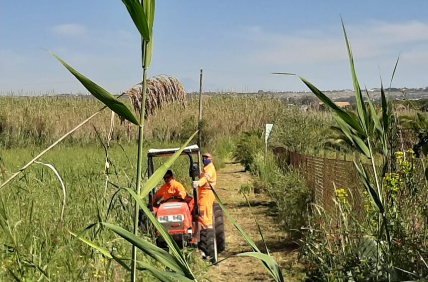  Siracusa. Prevenzione incendi in riserva Ciane-Saline: strisce tagliafuoco e manutenzione