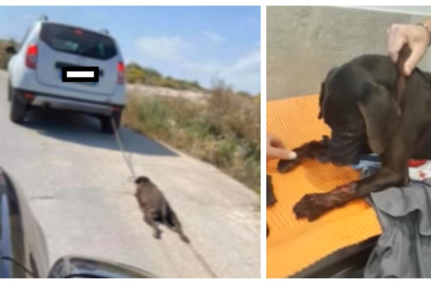  Cane trascinato da auto e ucciso, denunciato il proprietario: è un commerciante di Priolo