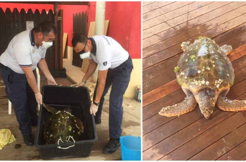 Tartaruga caretta-caretta soccorsa a Noto: spiaggiata con problemi di respirazione
