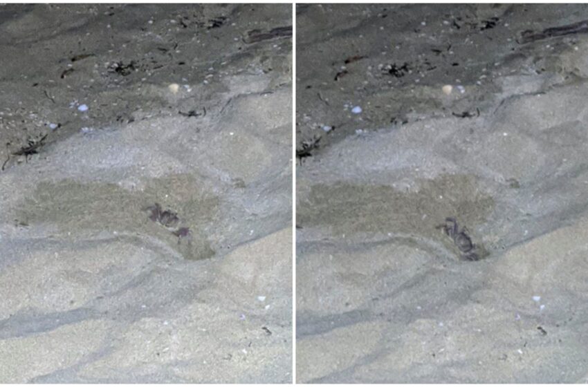  Curiosità: avvistato nel siracusano il granchio fantasma, specie originaria dei mari tropicali