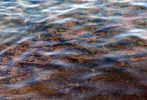  Siracusa. Alga nociva nelle acque di Cala Rossa: divieto temporaneo di balneazione