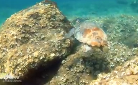  Il viaggio di una tartaruga nel mare di Siracusa, in un VIDEO la #PortaDelleMeraviglie
