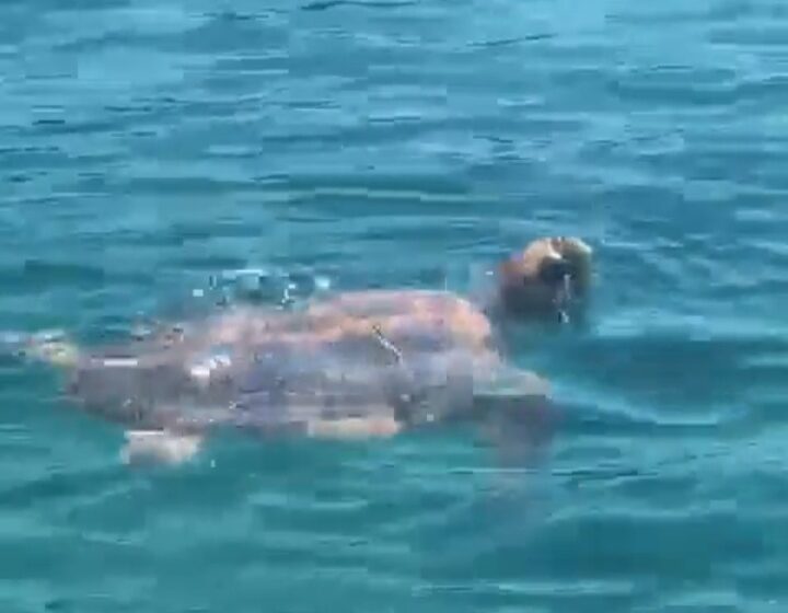  Gli avvistamenti, quelli belli e sempre più frequenti: tartaruga marina nuota al Plemmirio