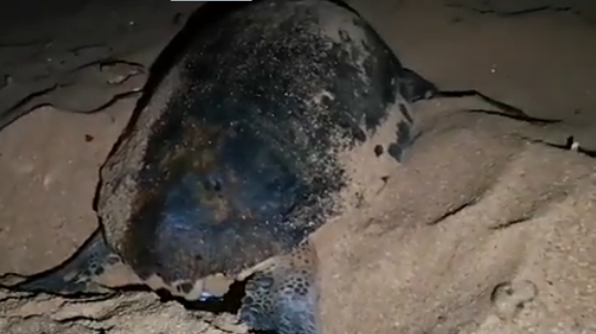 Siracusa. La tartaruga nidifica a Ognina, tra i testimoni il piccolo Enea: il VIDEO e il racconto