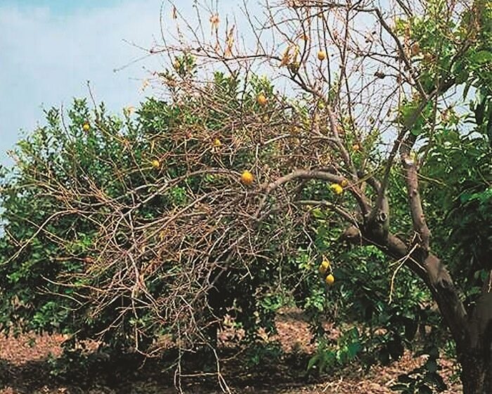  Malsecco: "La coltivazione del limone di Siracusa rischia di scomparire"