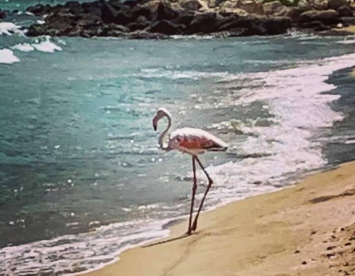  Un fenicottero passeggia in spiaggia a Marina di Priolo