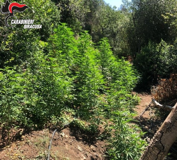  Piantagione di marijuana sequestrata sulle sponde del torrente Belluzza, due arresti