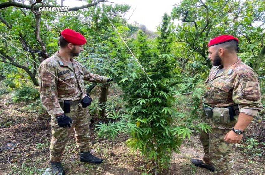  Piantagione di marijuana tra gli alberi di agrumi sequestrata dai Carabinieri