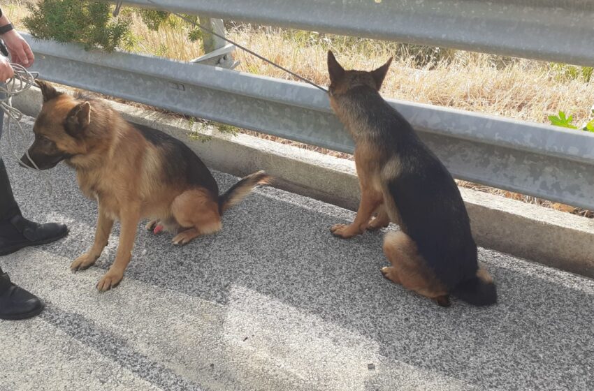 Due pastori tedeschi in autostrada, a spasso in corsia di sorpasso: salvati dalla PolStrada