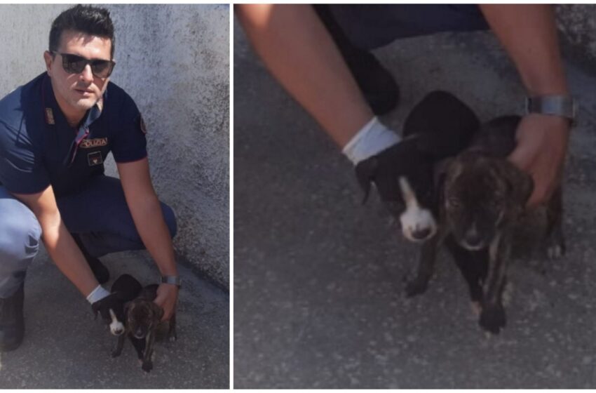  Siracusa. Cane guida i poliziotti dai suoi cuccioli in difficoltà: salvati 2 meticci