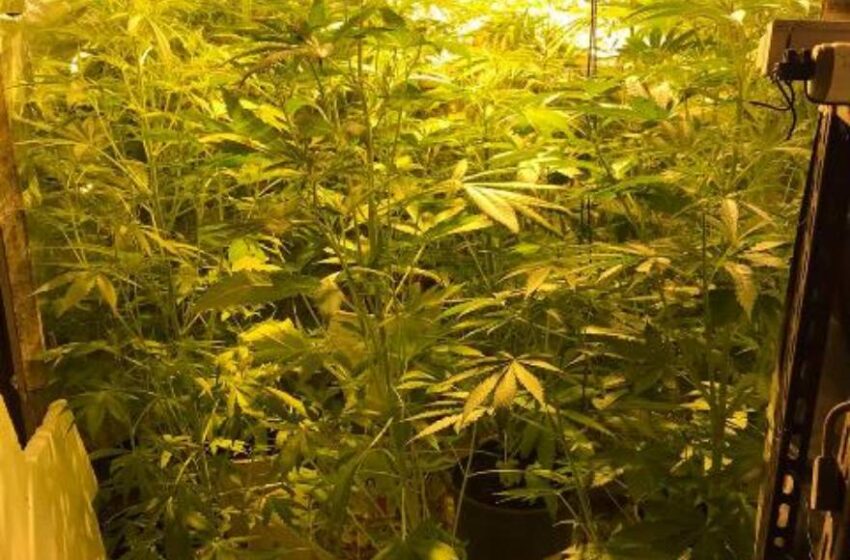  Coltivazione di marijuana in garage, avrebbe fruttato 5.000 euro: arrestato 28enne