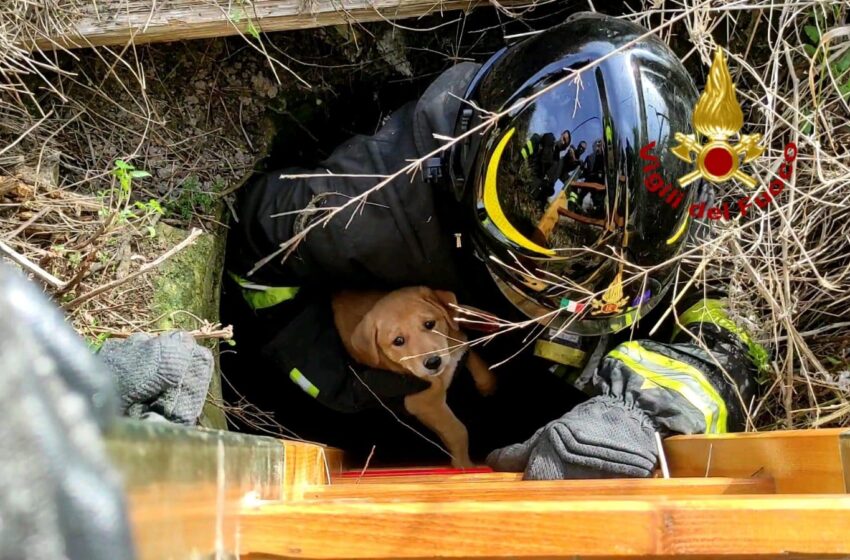  Cuccioli precipitano in un pozzo artesiano, li salvano i Vigili del Fuoco