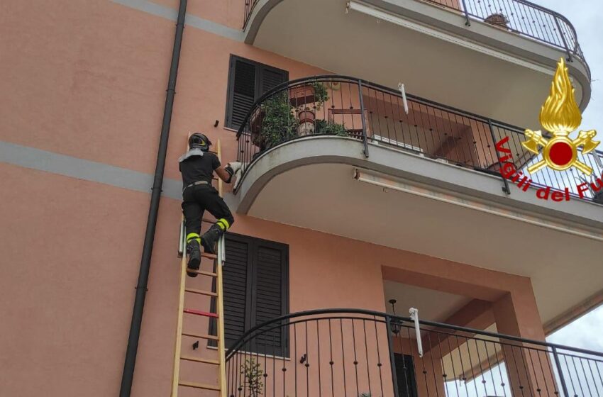  Cane rimane con la testa incastrata nella ringhiera del balcone, soccorso dai Vigili del Fuoco