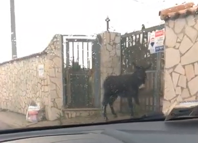  Siracusa. VIDEO. Asino passeggia per le vie della Pizzuta: singolare incontro in via Monti