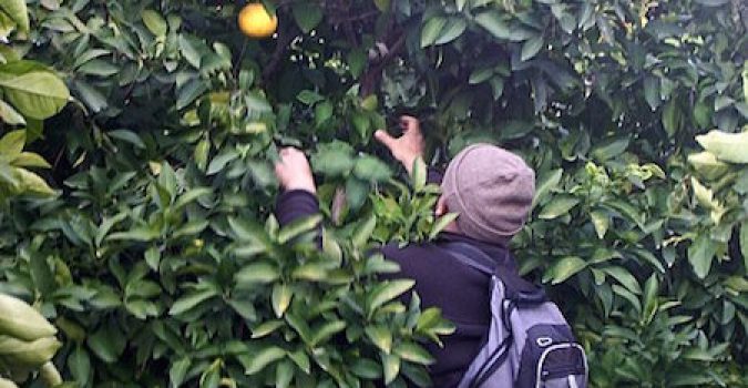 Ruba 130 chili di limoni e li trasporta in bicicletta: arrestato ad Avola