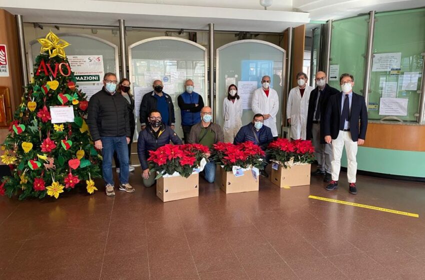  Stelle di Natale per l'ospedale di Siracusa, il regalo di Federfiori per ringraziare i sanitari
