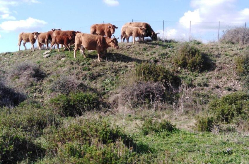  Mucche al pascolo a Punta Izzo, sito contaminato da metalli pesanti: esposto al Nictas e alla Soprintendenza
