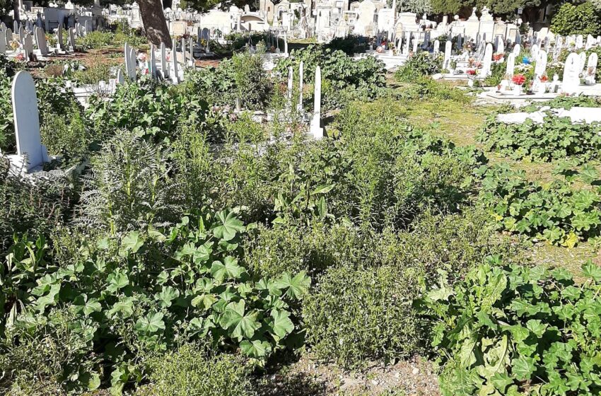  Cimitero comunale, verde incolto e proteste: “presumibilmente” da ottobre la manutenzione