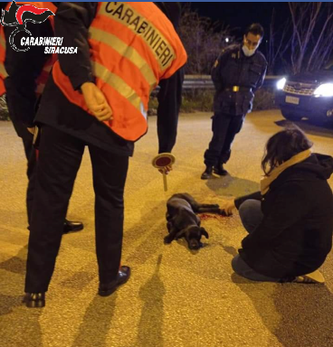  Cane ferito sulla carreggiata, lo salvano i Carabinieri. E il web inonda l'Arma d'affetto