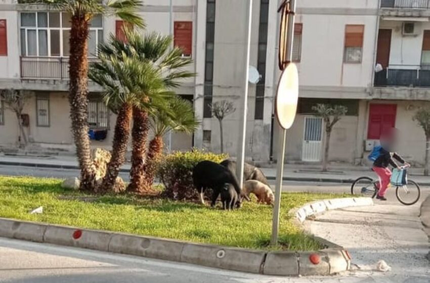  Dovevano essere catturati, sono ancora a zonzo gli 8 maiali padroni della strada