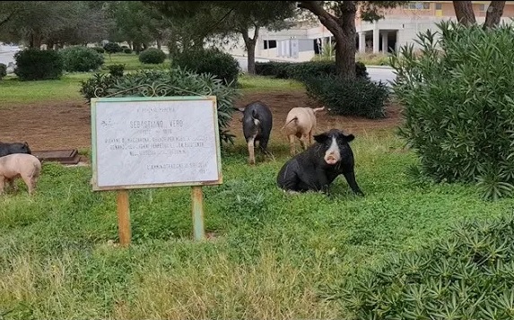  Gli otto maiali che scorrazzano a Siracusa, arriva l'ordine: "catturateli e trasferiteli"
