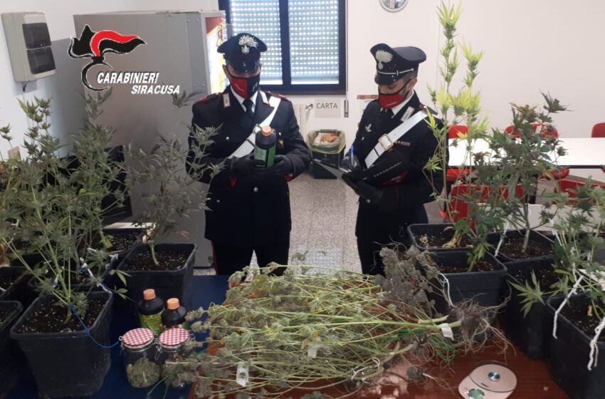  Serra di marijuana allestita in casa per "mettersi in proprio": arrestato 23enne