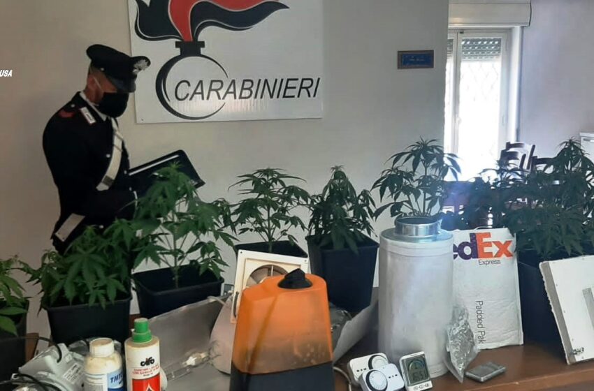  Droga acquistata online, 21enne arrestato: si era fatto spedire marijuana via posta