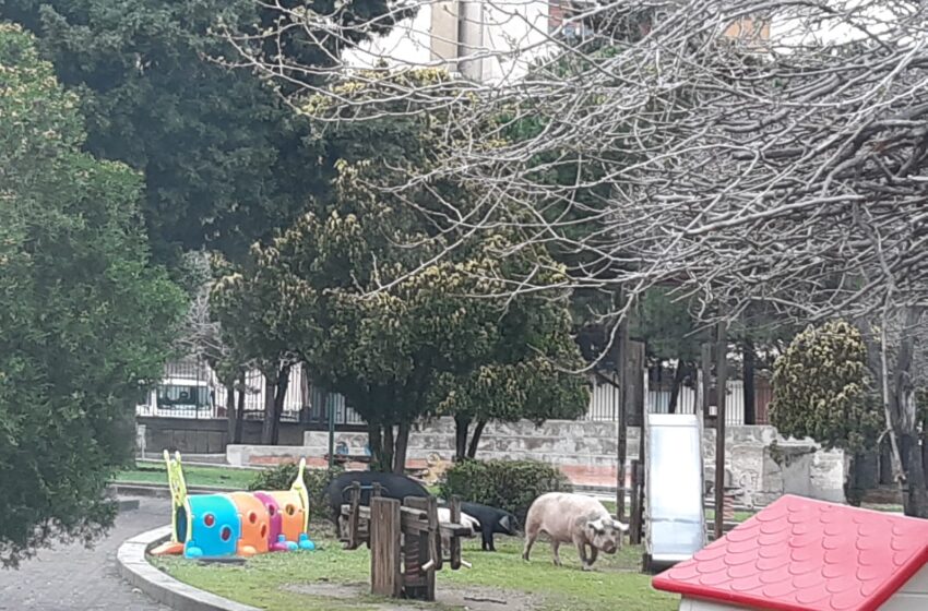  I maiali di via Algeri adesso vanno…a scuola. "Occupato" il parco della materna