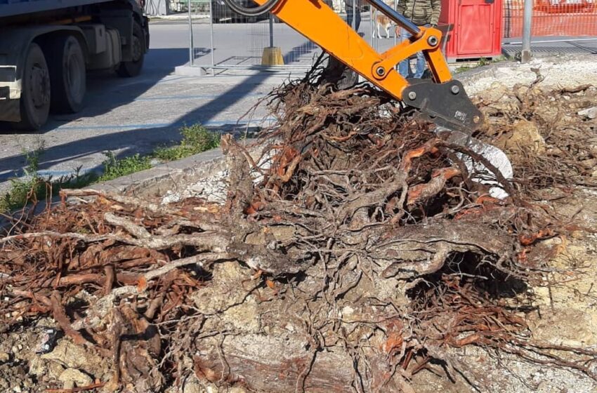  Siracusa. Paradossale scoperta durante la rimozione dei pini di piazza Adda: "Piantati con il vaso, pericoloso"