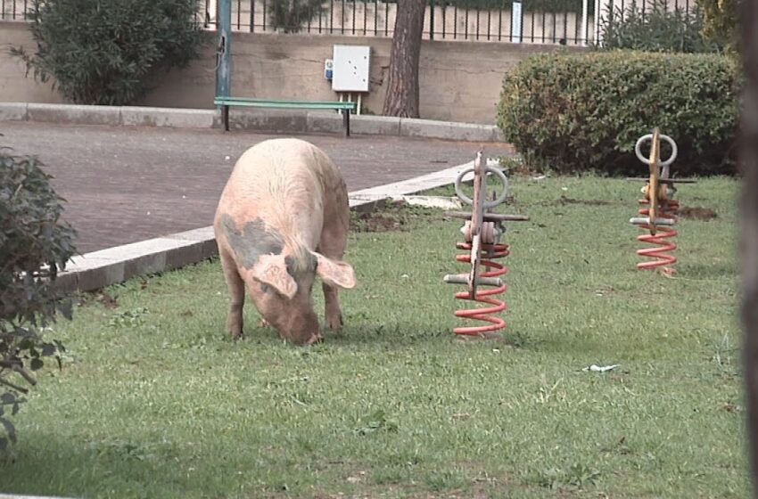  La tragicomica vicenda dei maiali di via Algeri: parla la dirigente della scuola "invasa"