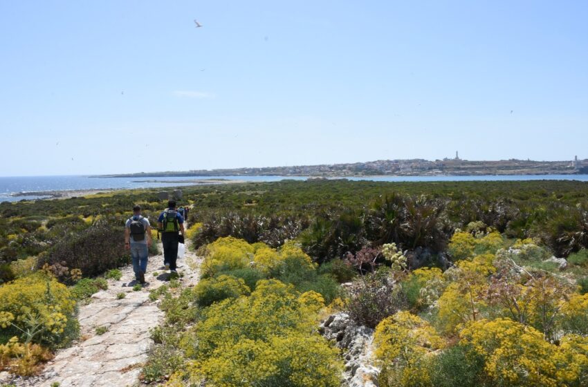  L'isolotto di Portopalo sulla prestigiosa rivista scientifica Plants: grandi peculiarità floristiche