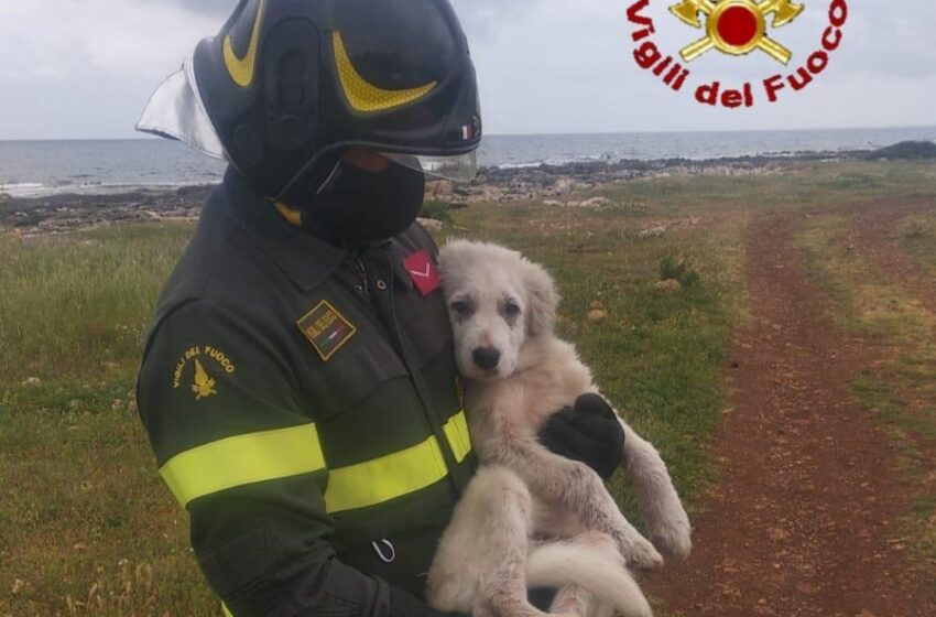  Siracusa. Cucciolo in difficoltà, arrivano in soccorso i Vigili del Fuoco