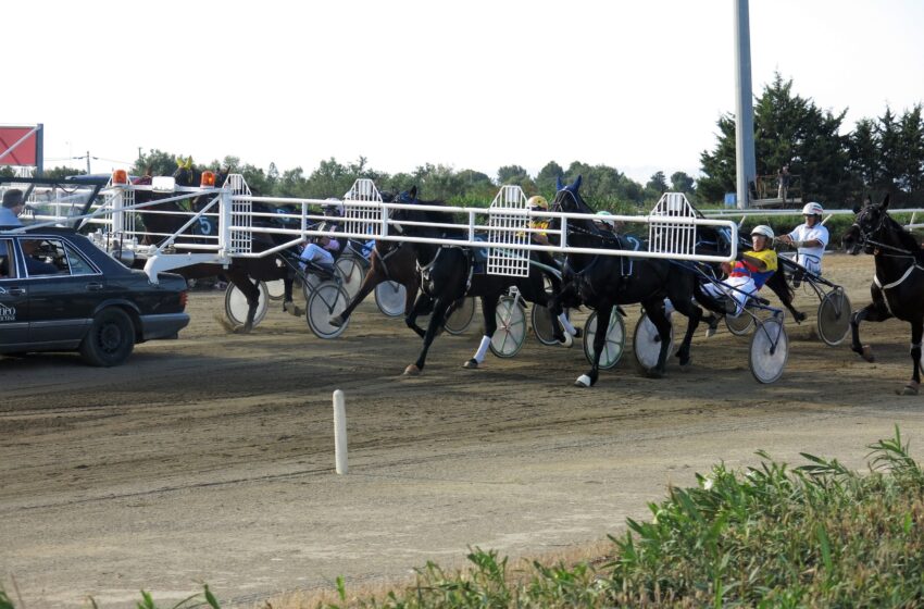  Ippica. Trotto all'Ippodromo del Mediterraneo: Try Again si candida base del Premio Ragusa