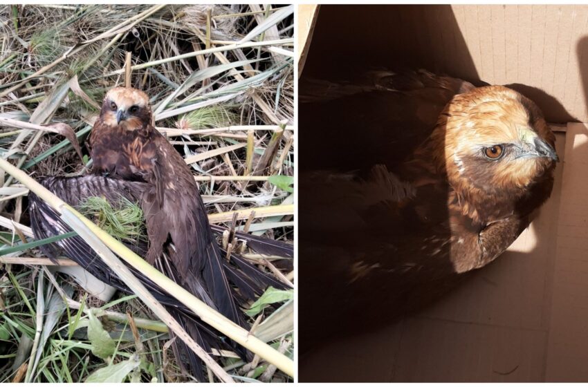  Falco ferito soccorso e salvato nella riserva del Ciane, deve la vita a due siracusani
