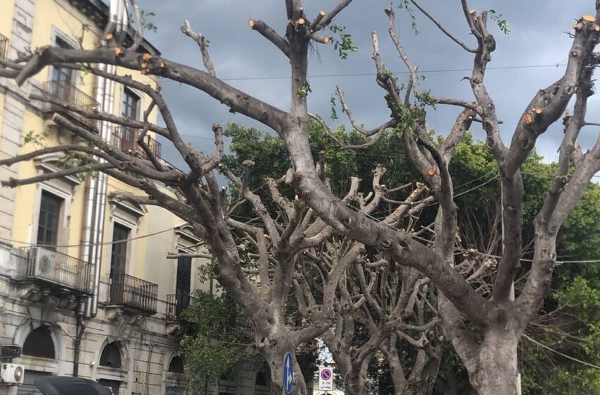  Siracusa. Spariscono le chiome dei ficus dei Villini: "Non è capitozzatura"