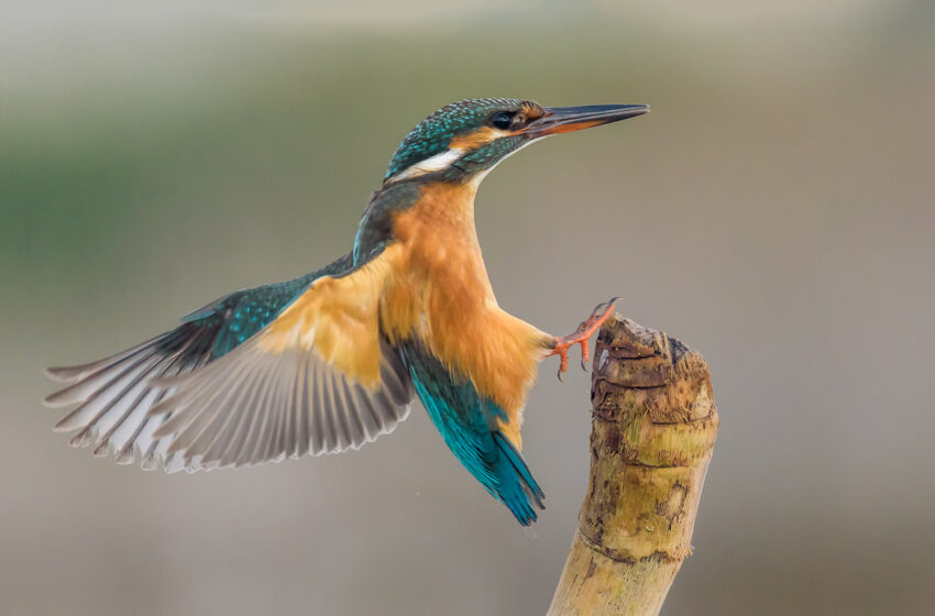  Giornata della Biodiversità, safari fotografico in area marina protetta del Plemmirio