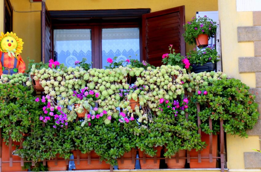  Belvedere in fiore, premiati i balconi e le vetrine più belli