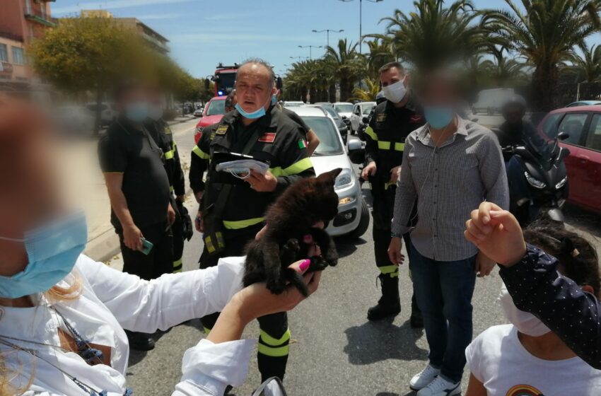  Gattino incastrato nel vano motore, salvato dai Vigili del Fuoco