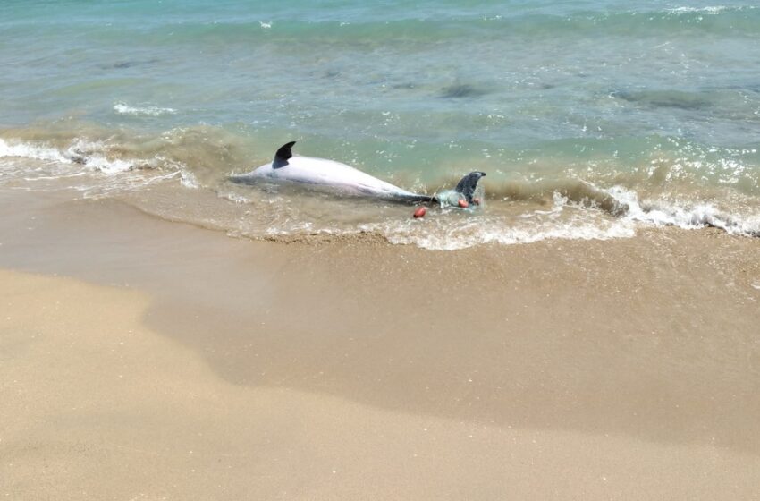  Delfino privo di vita in spiaggia a Marina di Priolo: era rimasto imbrigliato in una rete