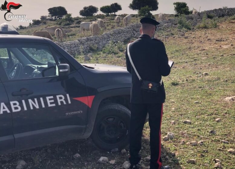  Pascolo abusivo, denunciato proprietario di una mandria a Testa dell'Acqua