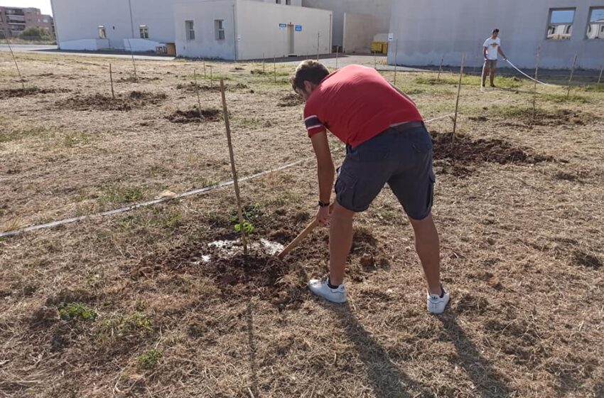  Siracusa. Un impianto di irrigazione per il boschetto dell'Einaudi: la Siam lo realizza gratis