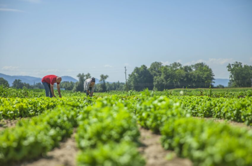  Banca della Terra di Sicilia, assegnati 45 ettari a Melilli: incentivare occupazione agricola