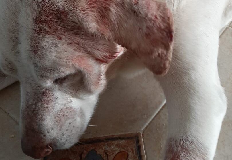  Cane aggredito al Monumento ai Caduti, scatta allerta per la presenza di vaganti