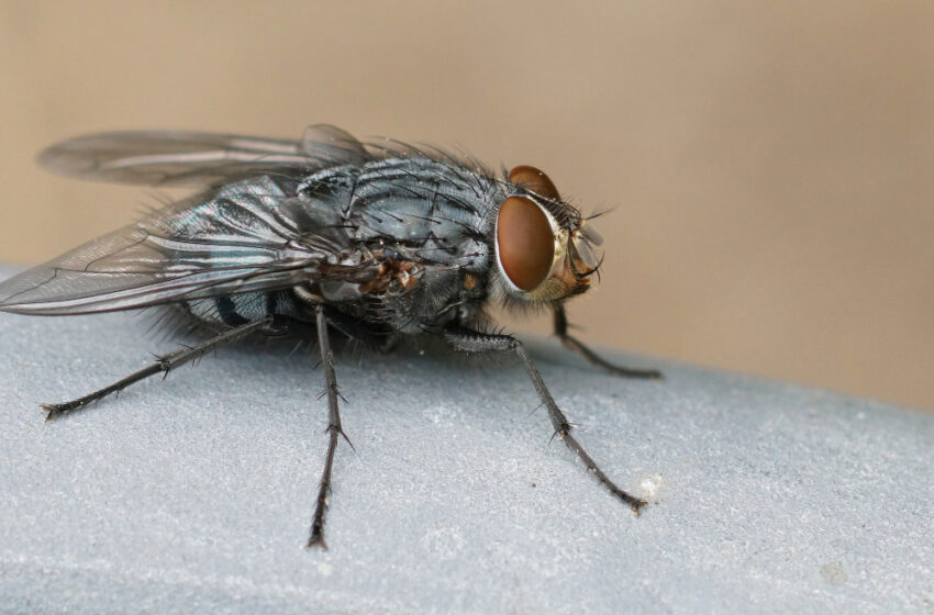  Invasione di mosche e cattivo odore nell'aria, Ambientale e Arpa nelle contrade marinare