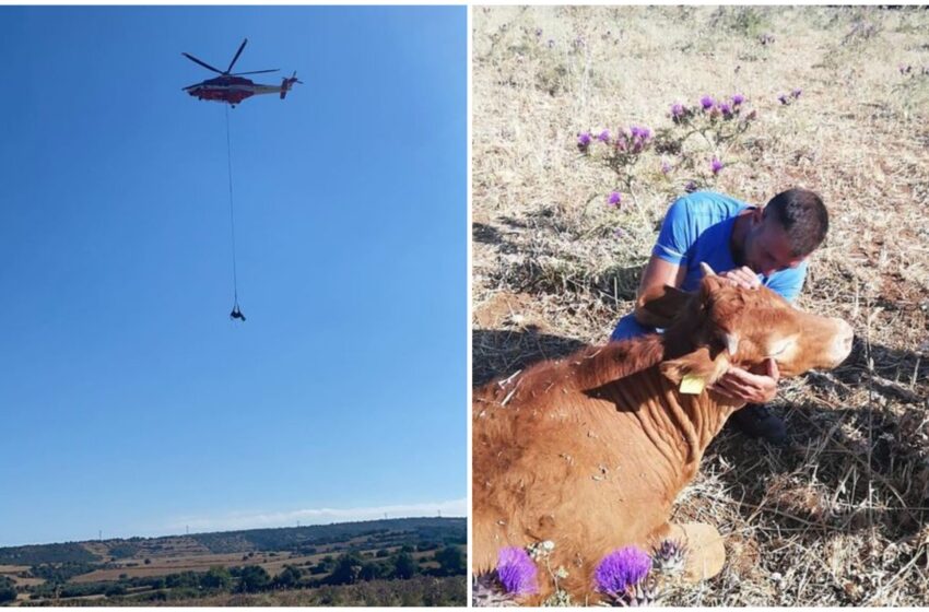  Vitellina di 7 mesi salvata con l'elicottero dei Vigili del Fuoco: precipitata in un burrone