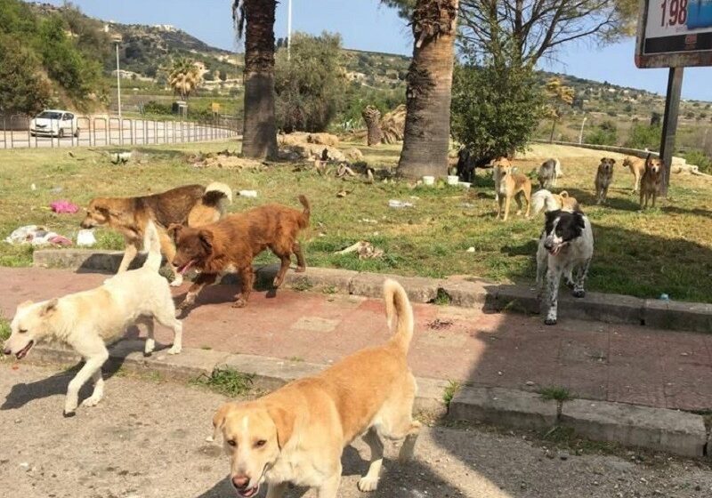  Siracusa. Randagismo, nuova gara in autunno per la custodia dei cani: intanto ennesima proroga